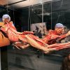 Wycieczka na wystawę Body Worlds - Circle of Life